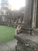 Temple monkey!