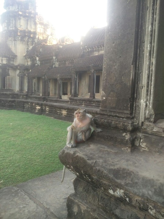 Temple monkey!