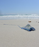 Stranded Velella jellyfish