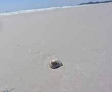 The lonely shell