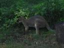 Kangaroo in de achtertuin