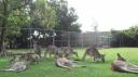 Kangaroos in het lone pine sanctuary