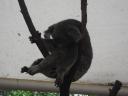 Een Koala