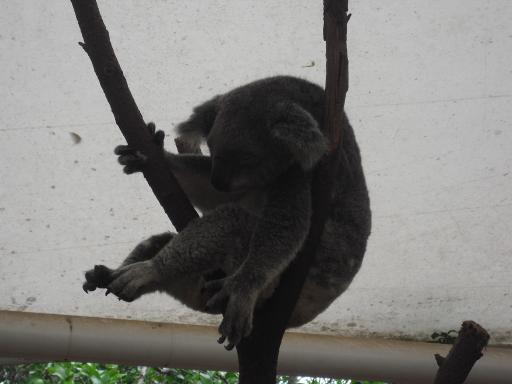 Een Koala