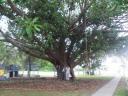 grote boom in Coffs Harbor