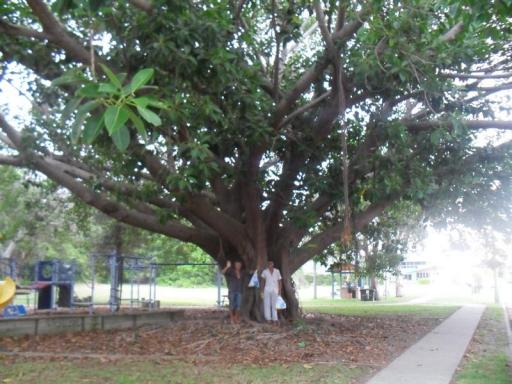 grote boom in Coffs Harbor