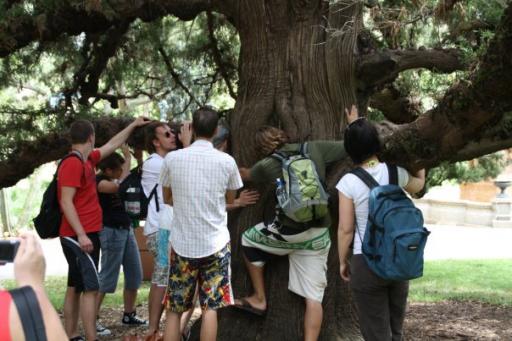 Treehuggers in the botanic gardens