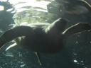Sydney Aquarium