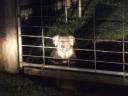 Koala in tuin