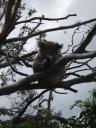 Koala  helemaal Zen