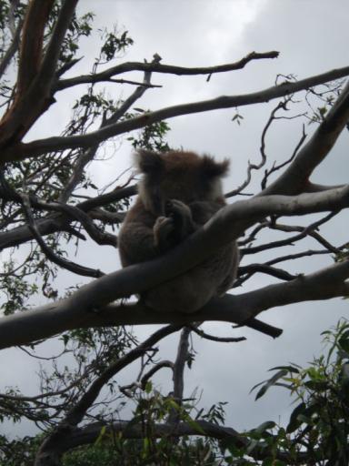 Koala  helemaal Zen