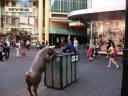 Varkens in Adelaide