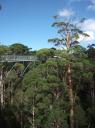 Treetop Walk