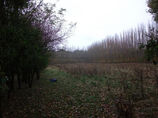 Appels
