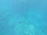 Snorkelen
