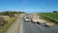 File in NZ