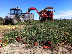 Pomodori oogst