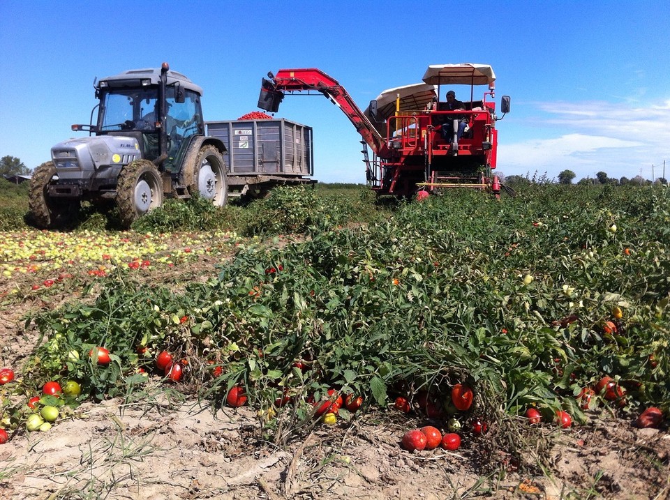 Pomodori oogst