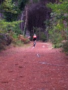 Fietsen door het bos