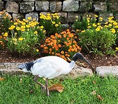 Indische witte Ibis