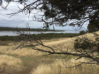 Mangrovebos 2