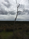 Mangrovebos