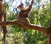 Onze koala buurman