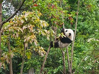 reuze panda