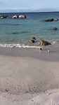 Pinguins