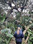 Jungle