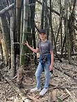 Bamboo