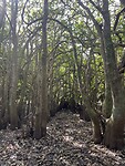 Mangrovebos