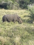 Witte neushoorn