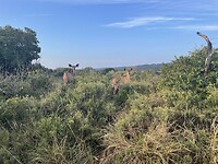 Antilopen