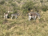 Zebra’s