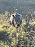 De witte neushoorn