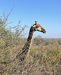 Giraffe