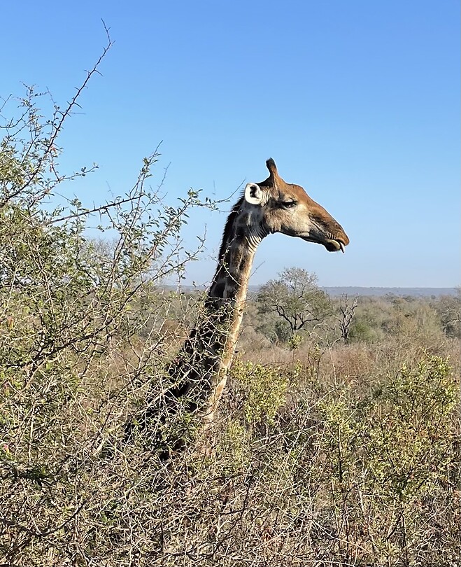Giraffe