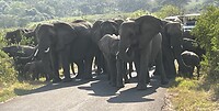 Olifant