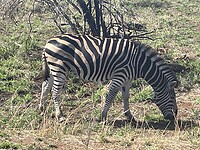 Zebra