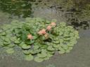 waterlelies in het stadspark in Xichang