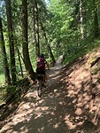 Mooie paden door het bos