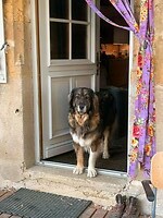 Dag 3: afscheid van Guus de hond