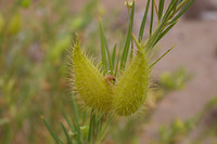 vegetatie Richtersveld 2