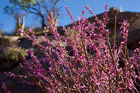 vegetatie Richtersveld 3
