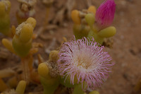 vegetatie Richtersveld 4