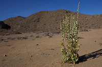 vegetatie Richtersveld