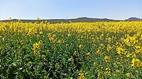 IMG_20220407_133333