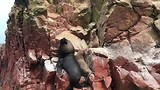 Dagje Paracas met de Ballestas Islands en ontdekkingstour van de woestijn bij Huacachina