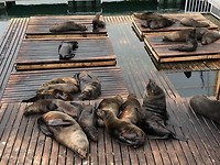 De zeehondjes!